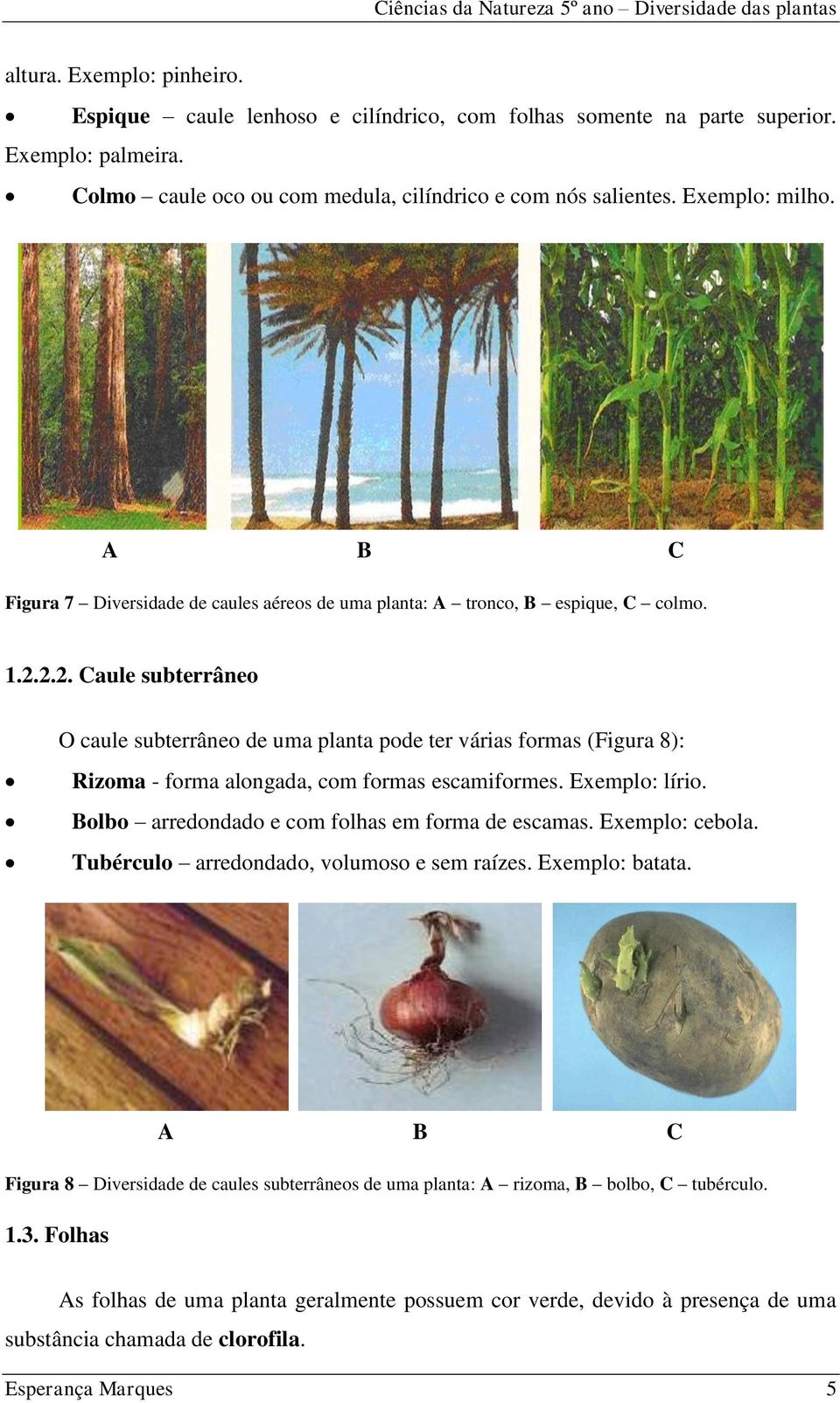 2.2. Caule subterrâneo O caule subterrâneo de uma planta pode ter várias formas (Figura 8): Rizoma - forma alongada, com formas escamiformes. Exemplo: lírio.