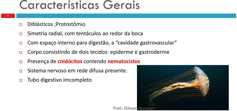 Corpo consistindo de dois tecidos: epiderme e gastroderme Presença de cnidócitos