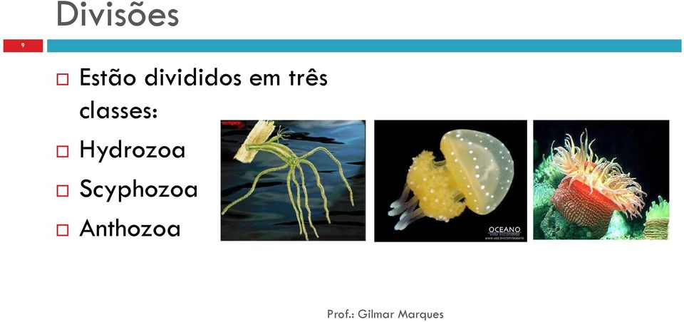 classes: Hydrozoa