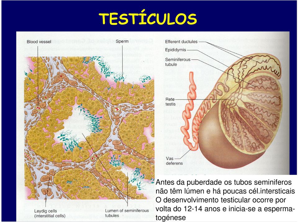 intersticais O desenvolvimento testicular