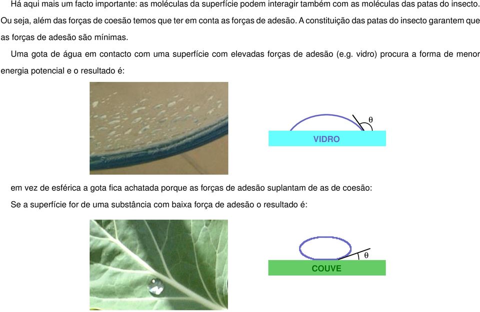 A constituição das patas do insecto garantem que as forças de adesão são mínimas.