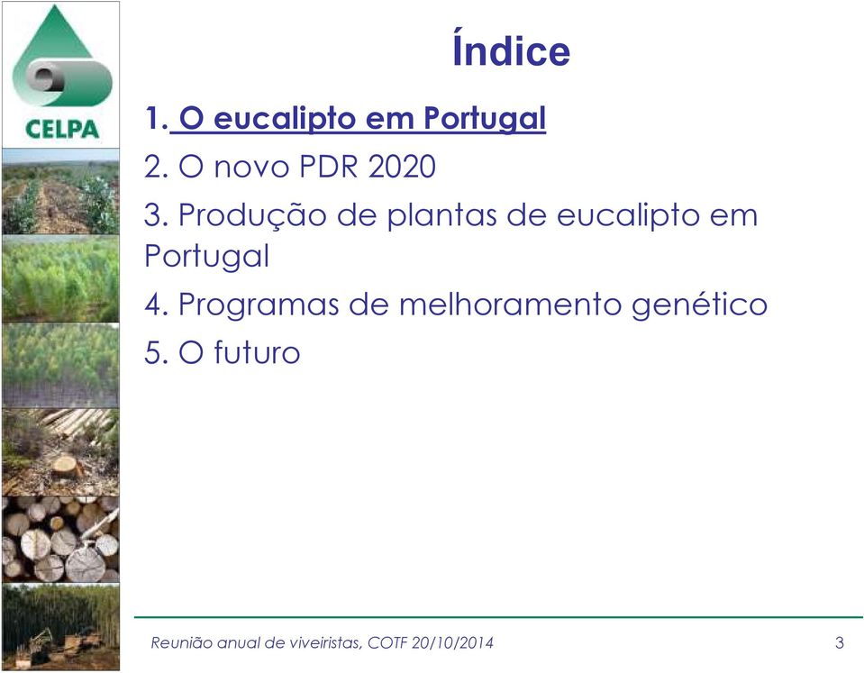 Produção de plantas de eucalipto em
