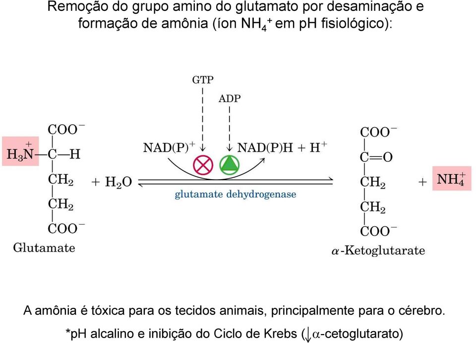 é tóxica para os tecidos animais, principalmente para o