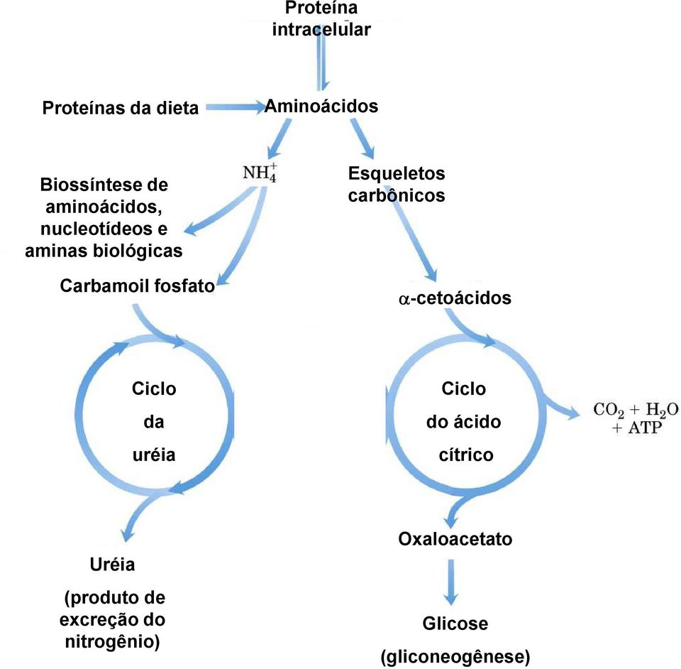 α-cetoácidos Ciclo da uréia Desvio aspartatosuccinato do ciclo do ácido cítrico