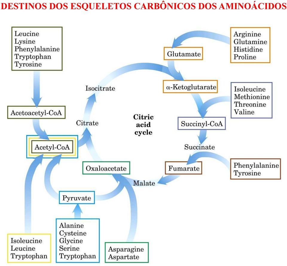 CARBÔ ICOS