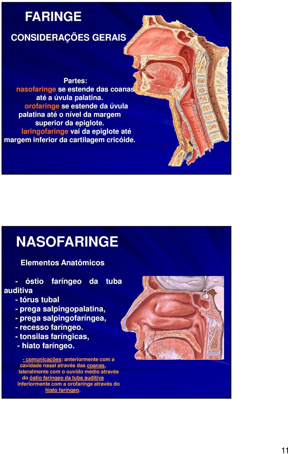 NASOFARINGE Elementos Anatômicos - óstio faríngeo da tuba auditiva - tórus tubal - prega salpingopalatina, - prega salpingofaríngea, - recesso faríngeo.