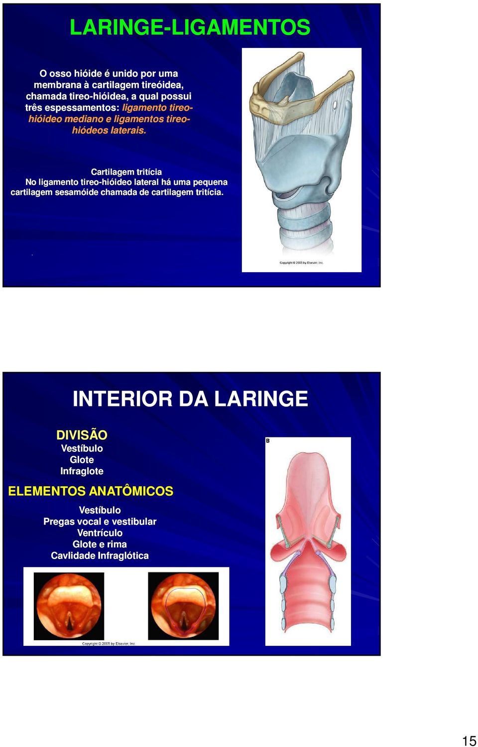 Cartilagem tritícia No ligamento tireo-hióideo lateral há uma pequena cartilagem sesamóide chamada de cartilagem tritícia.