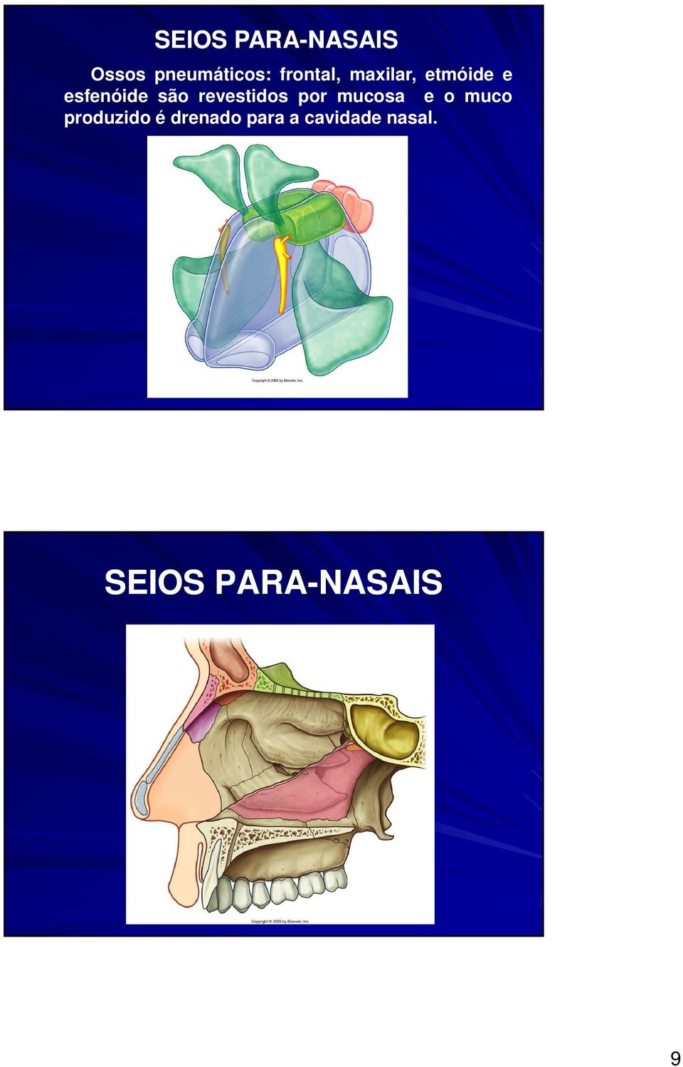 revestidos por mucosa e o muco produzido é