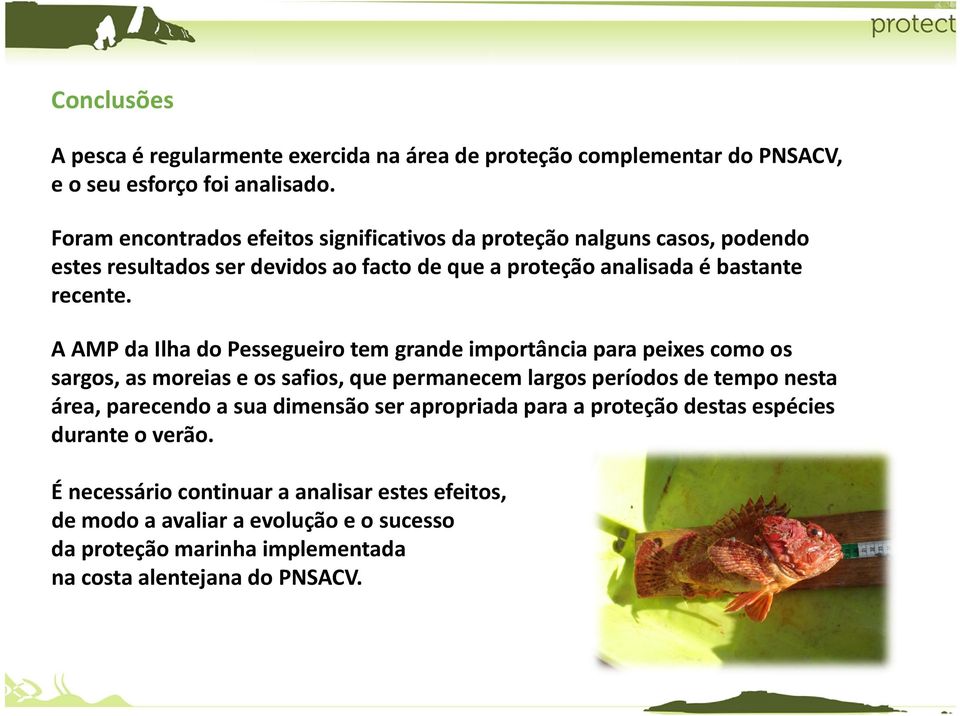 A AMP da Ilha do Pessegueiro tem grande importância para peixes como os sargos, as moreias e os safios, que permanecem largos períodos de tempo nesta área, parecendo a