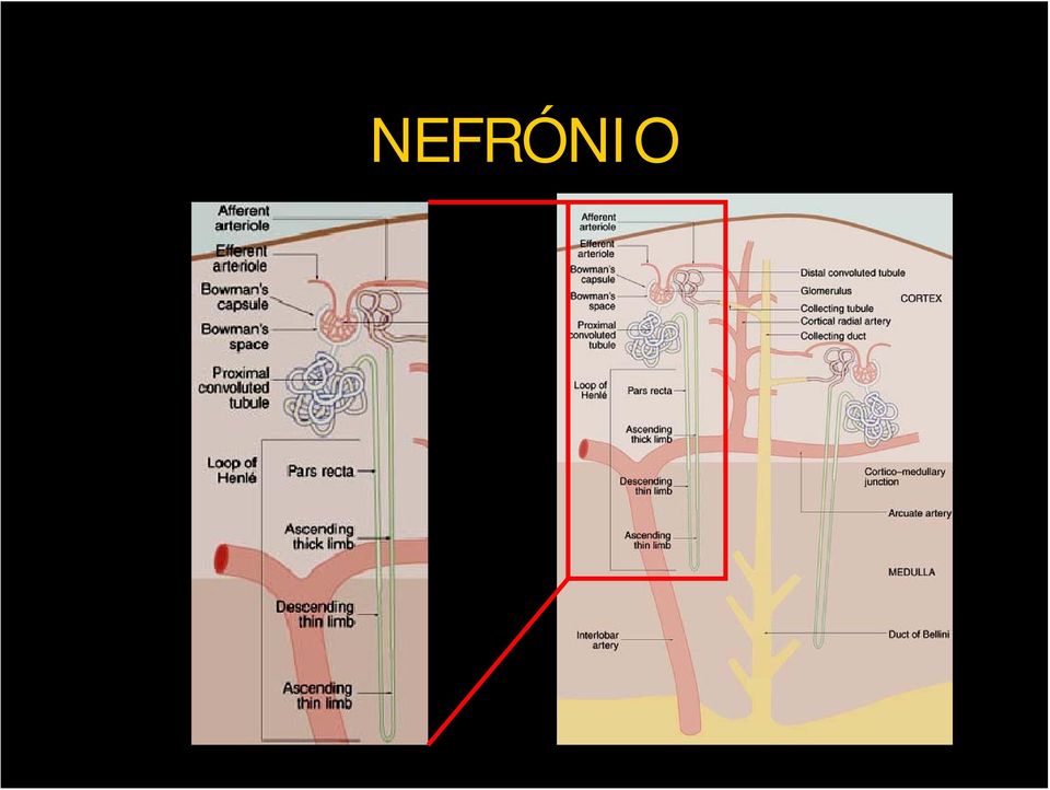 proximal Ansade Henle