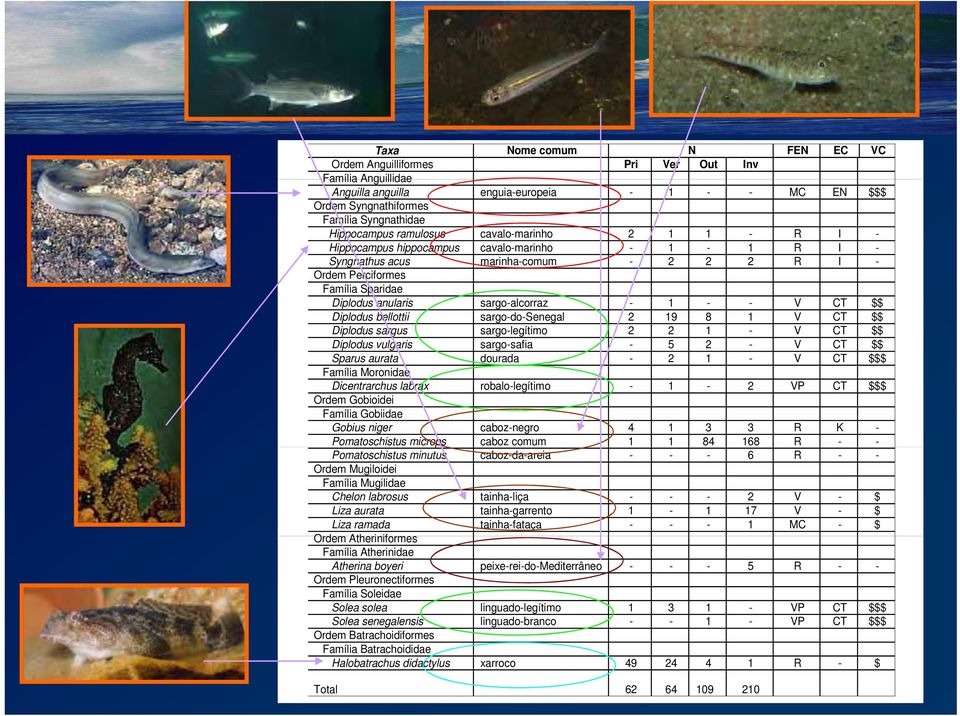 sargo-alcorraz - 1 - - V CT $$ Diplodus bellottii sargo-do-senegal 2 19 8 1 V CT $$ Diplodus sargus sargo-legítimo 2 2 1 - V CT $$ Diplodus vulgaris sargo-safia - 5 2 - V CT $$ Sparus aurata dourada