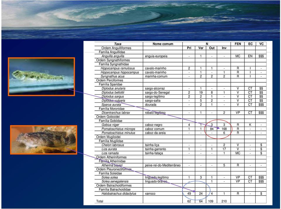 sargo-alcorraz - 1 - - V CT $$ Diplodus bellottii sargo-do-senegal 2 19 8 1 V CT $$ Diplodus sargus sargo-legítimo 2 2 1 - V CT $$ Diplodus vulgaris sargo-safia - 5 2 - V CT $$ Sparus aurata dourada