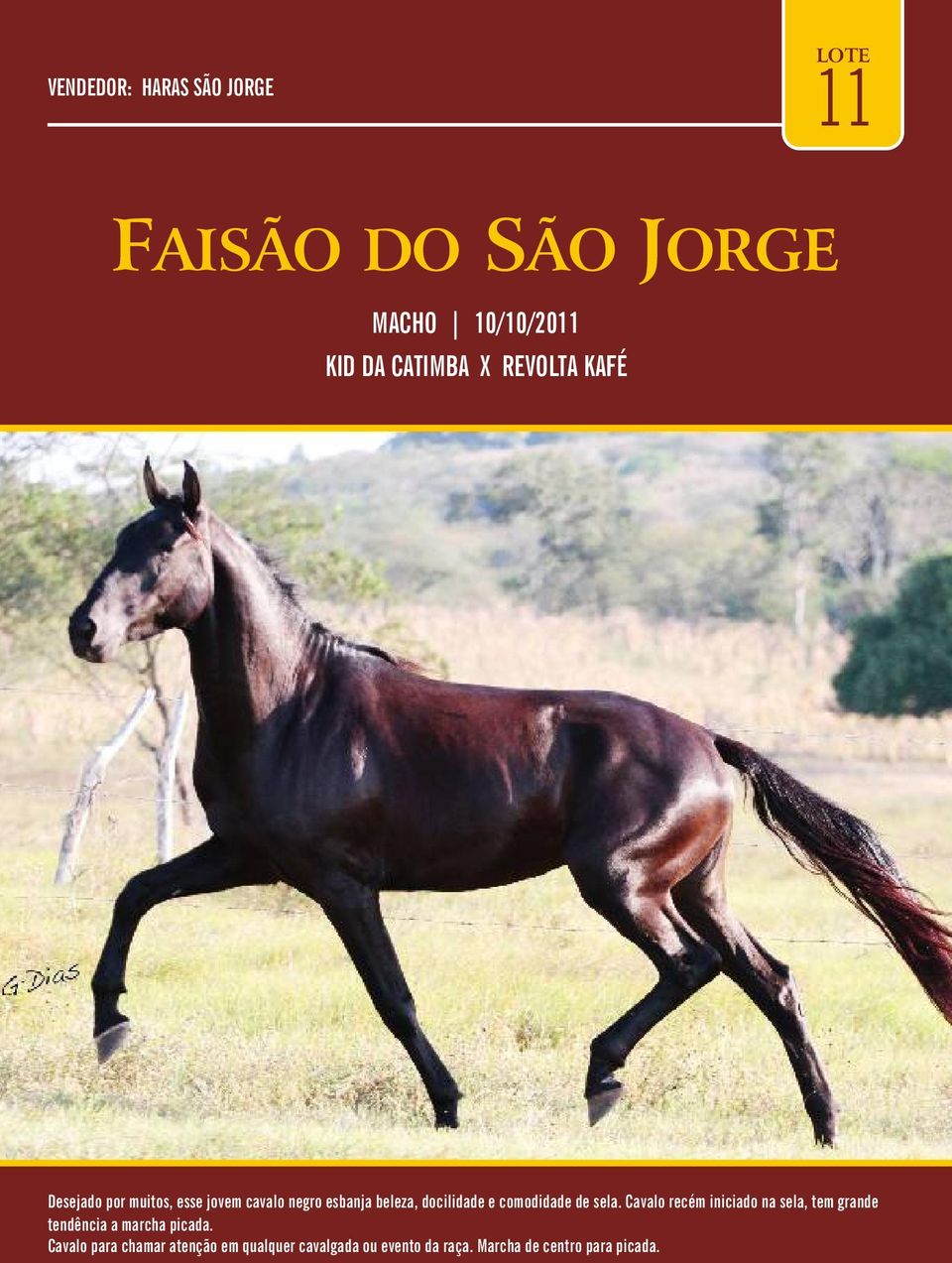 comodidade de sela. Cavalo recém iniciado na sela, tem grande tendência a marcha picada.