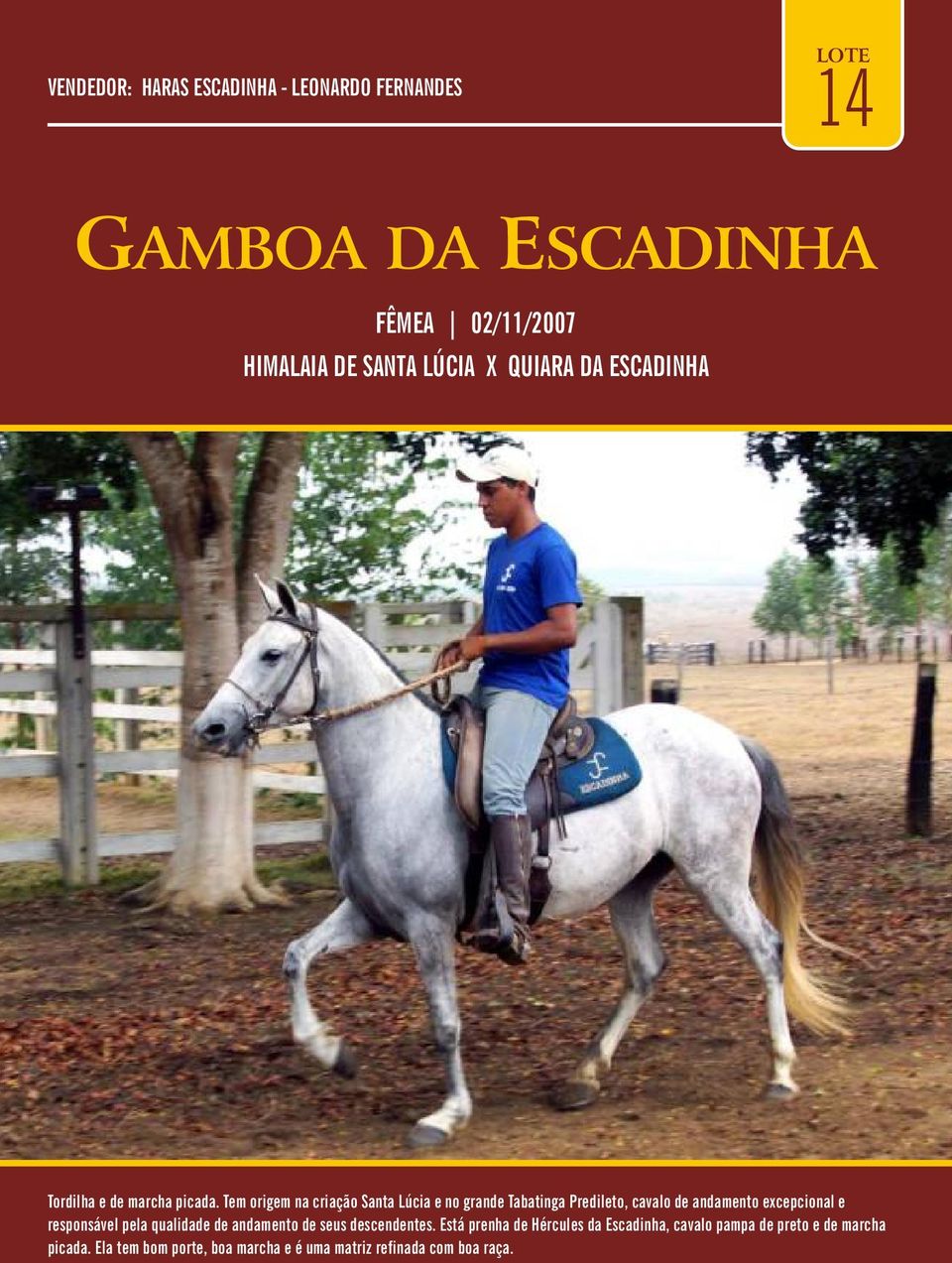 Tem origem na criação Santa Lúcia e no grande Tabatinga Predileto, cavalo de andamento excepcional e responsável pela