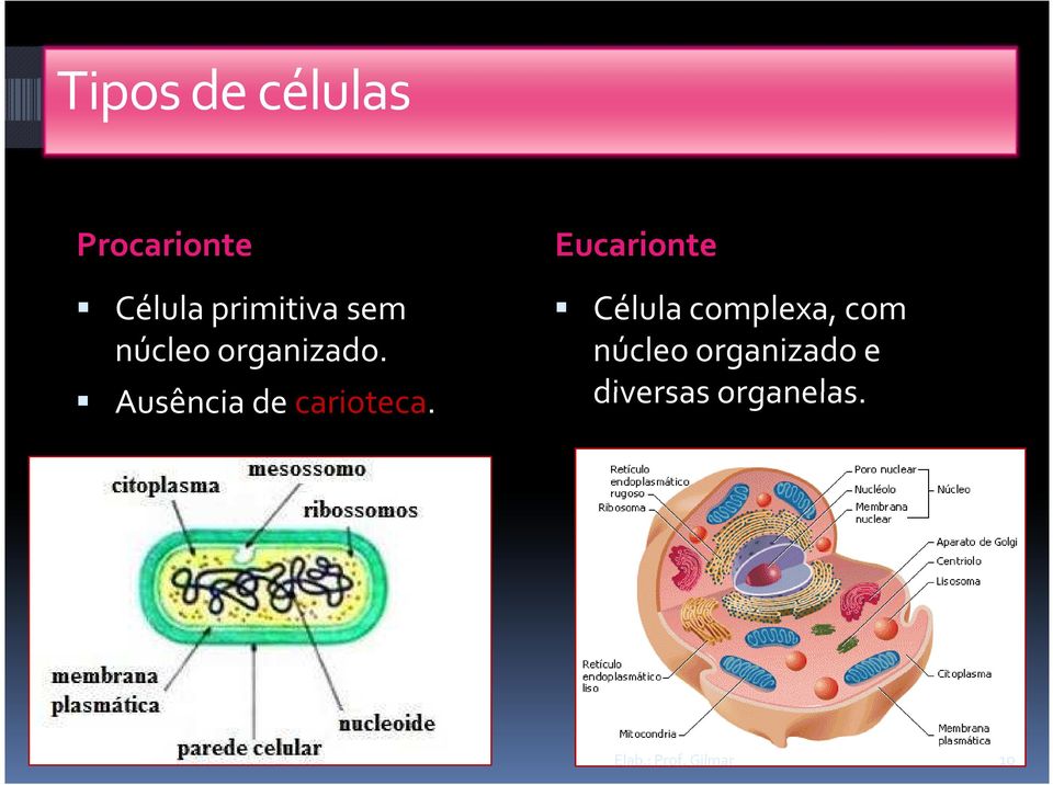 Eucarionte Célula complexa, com núcleo
