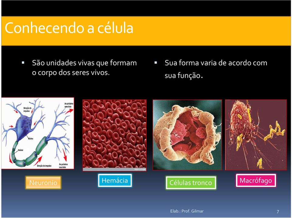 Sua forma varia de acordo com sua função.