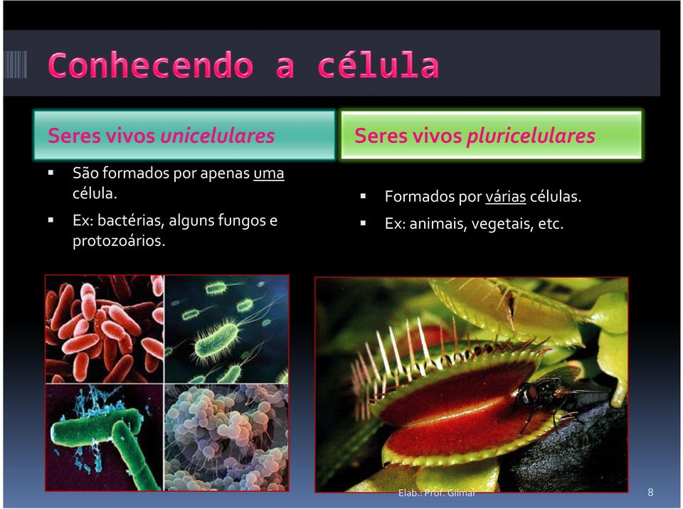 Seres vivos pluricelulares Formados por várias