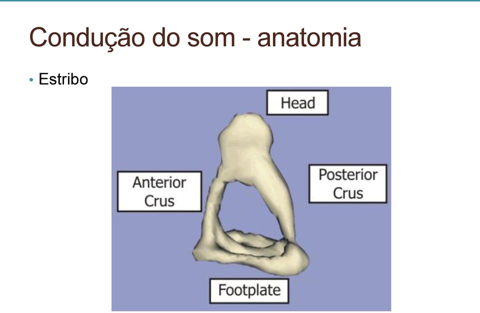 anatomia