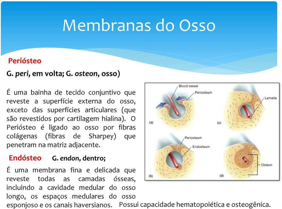 revestidos por cartilagem hialina). O Periósteo é ligado ao osso por fibras colágenas (fibras de Sharpey) que penetram na matriz adjacente.