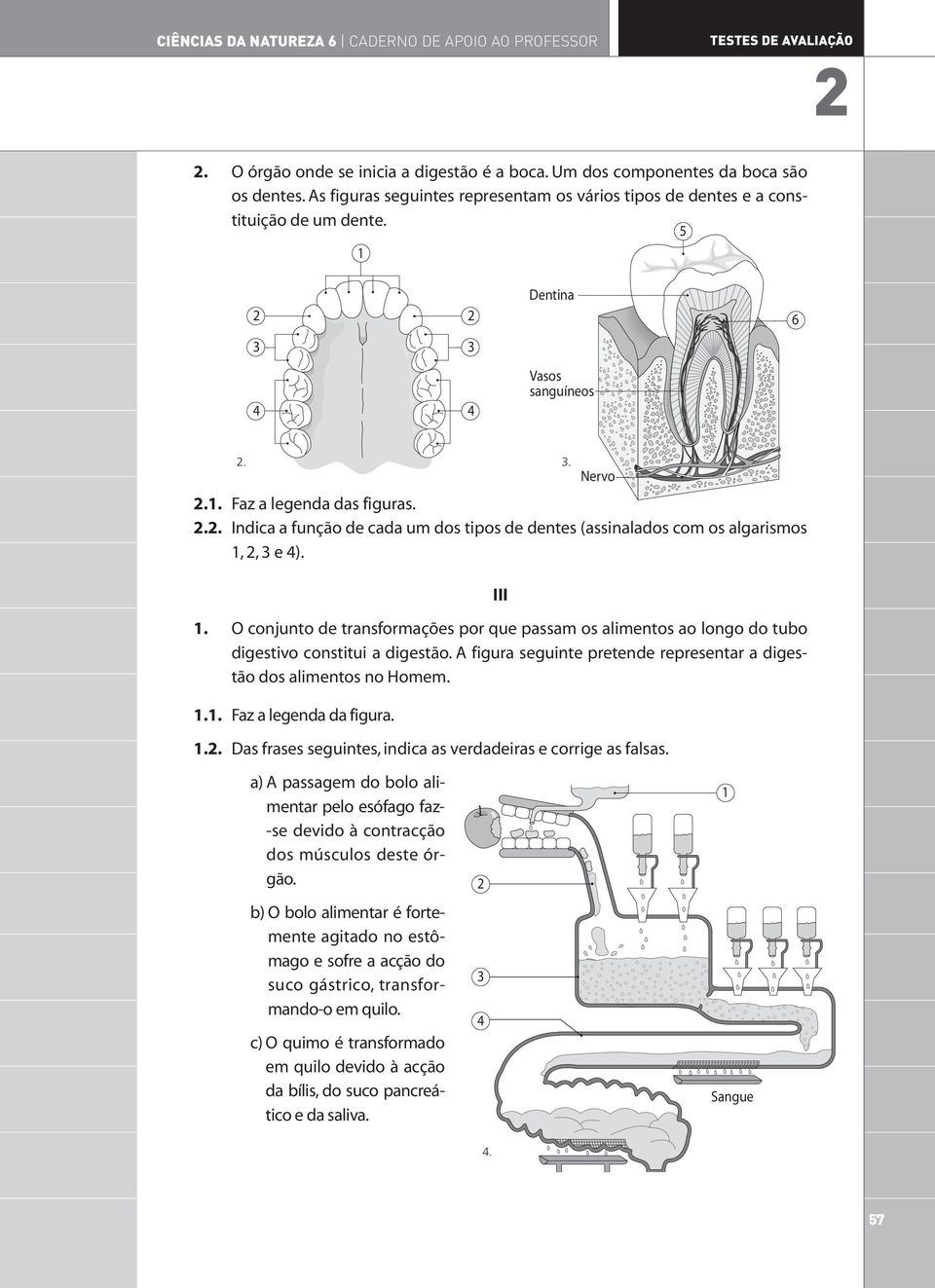 .. Indica a função de cada um dos tipos de dentes (assinalados com os algarismos,, e ). III. O conjunto de transformações por que passam os alimentos ao longo do tubo digestivo constitui a digestão.