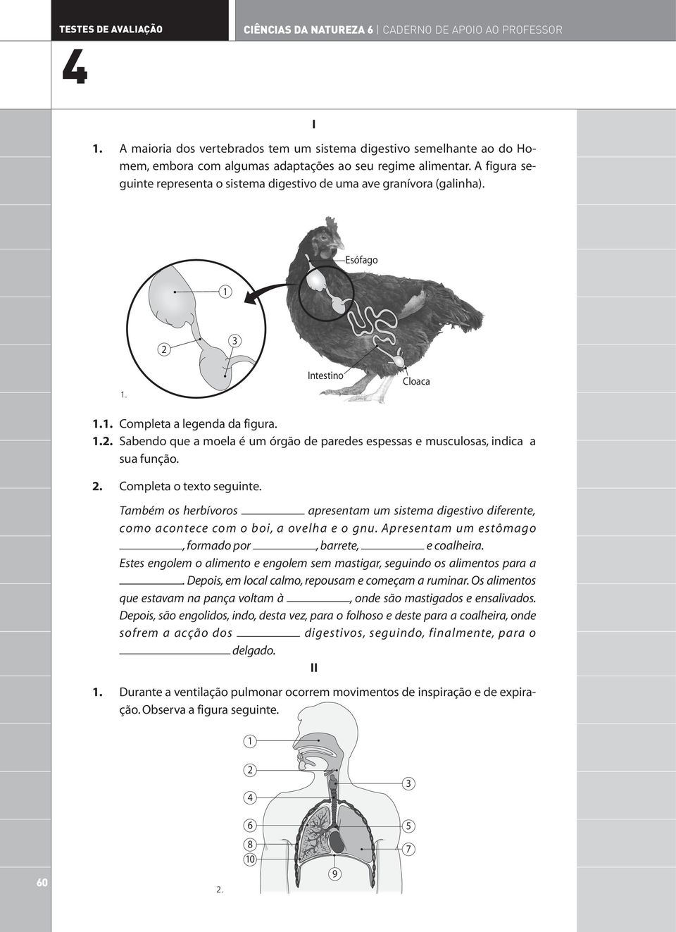 A figura seguinte representa o sistema digestivo de uma ave granívora (galinha). Esófago. Intestino Cloaca.. Completa a legenda da figura.