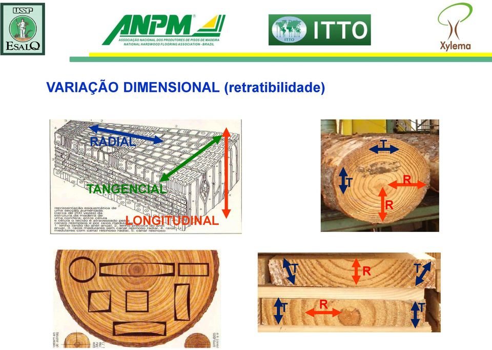 RADIAL T TANGENCIAL