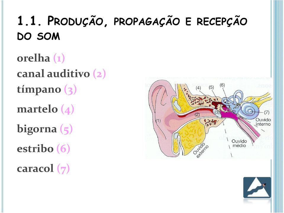 auditivo(2) tímpano(3)