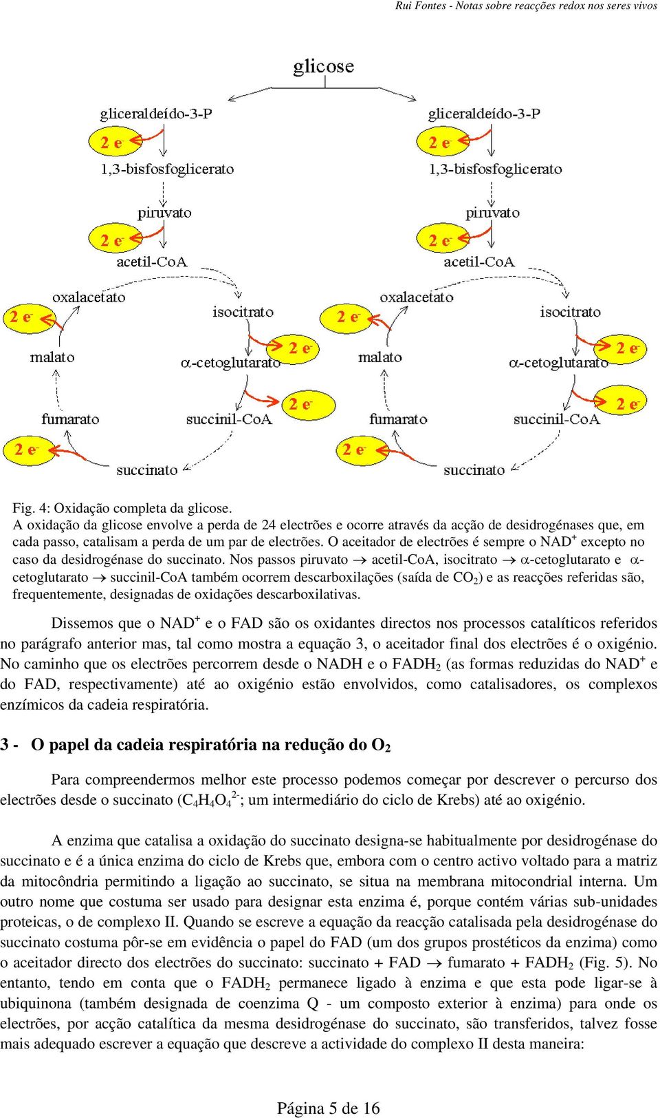 Nos passos piruvato acetil-coa, isocitrato -cetoglutarato e - cetoglutarato succinil-coa também ocorrem descarboxilações (saída de CO 2 ) e as reacções referidas são, frequentemente, designadas de