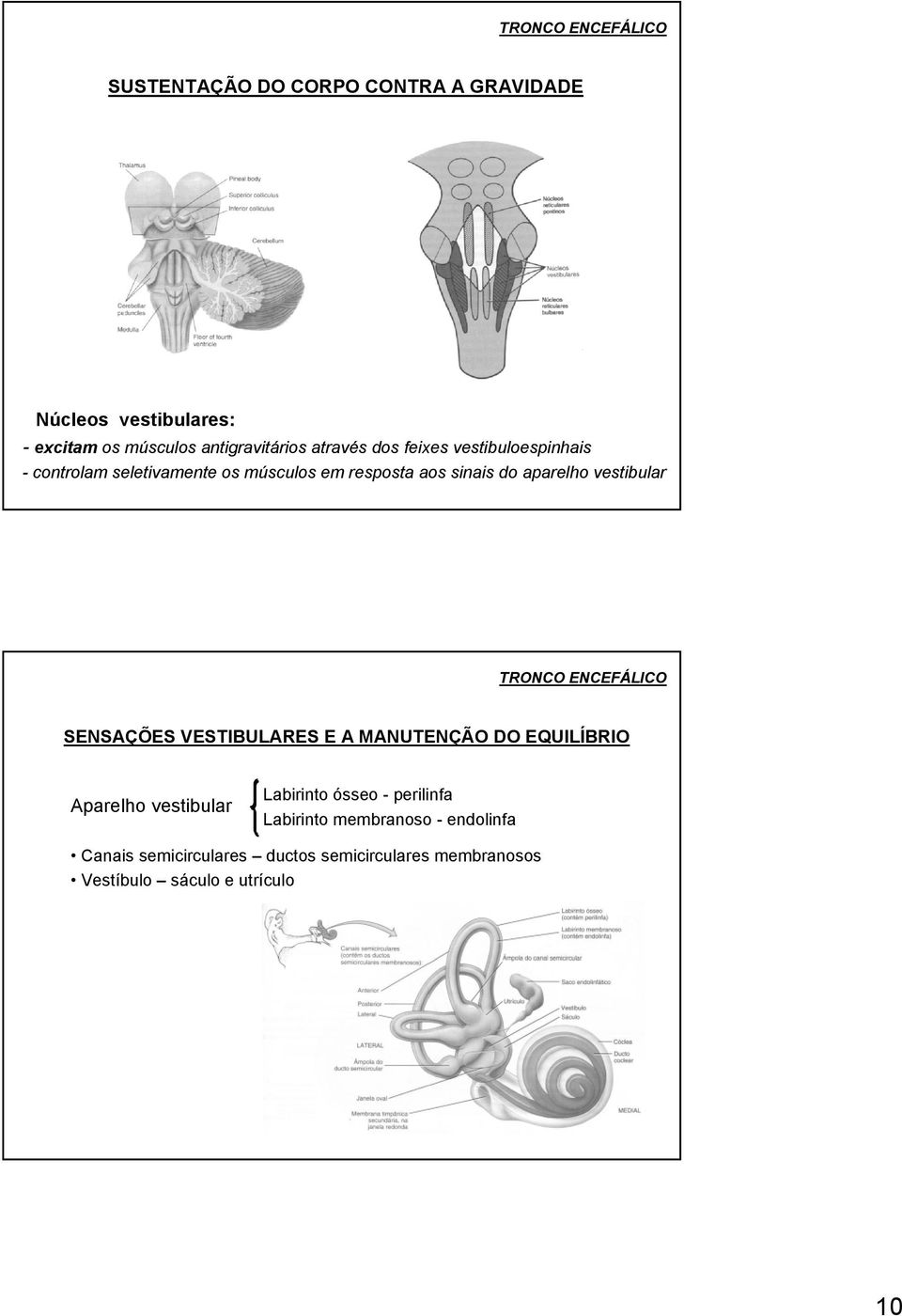 vestibular TRONCO ENCEFÁLICO SENSAÇÕES VESTIBULARES E A MANUTENÇÃO DO EQUILÍBRIO Aparelho vestibular Labirinto ósseo -