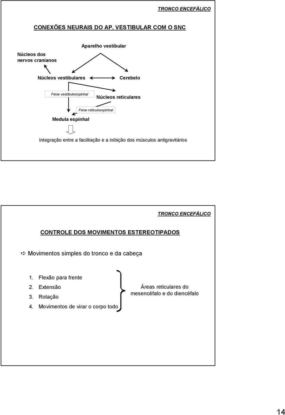 reticulares Medula espinhal Feixe reticuloespinhal Integração entre a facilitação e a inibição dos músculos antigravitários TRONCO