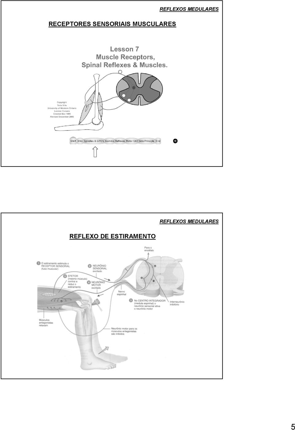 MUSCULARES  REFLEXO DE