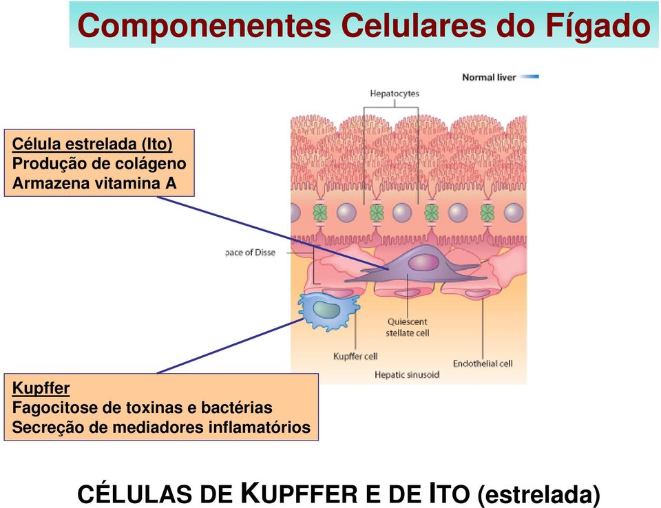 Kupffer Fagocitose de toxinas e bactérias Secreção de