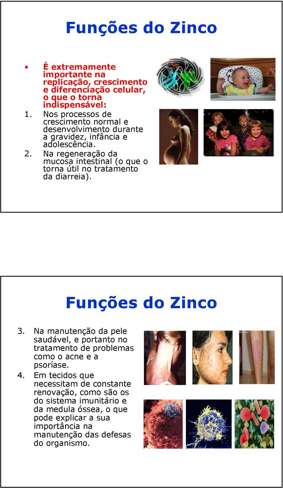 Na regeneração da mucosa intestinal (o que o torna útil no tratamento da diarreia). Funções do Zinco 3.