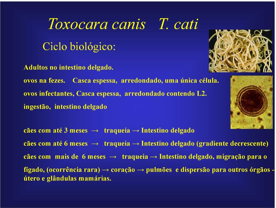 ingestão, intestino ti delgado d cães com até 3 meses traqueia Intestino delgado cães com até 6 meses traqueia Intestino delgado