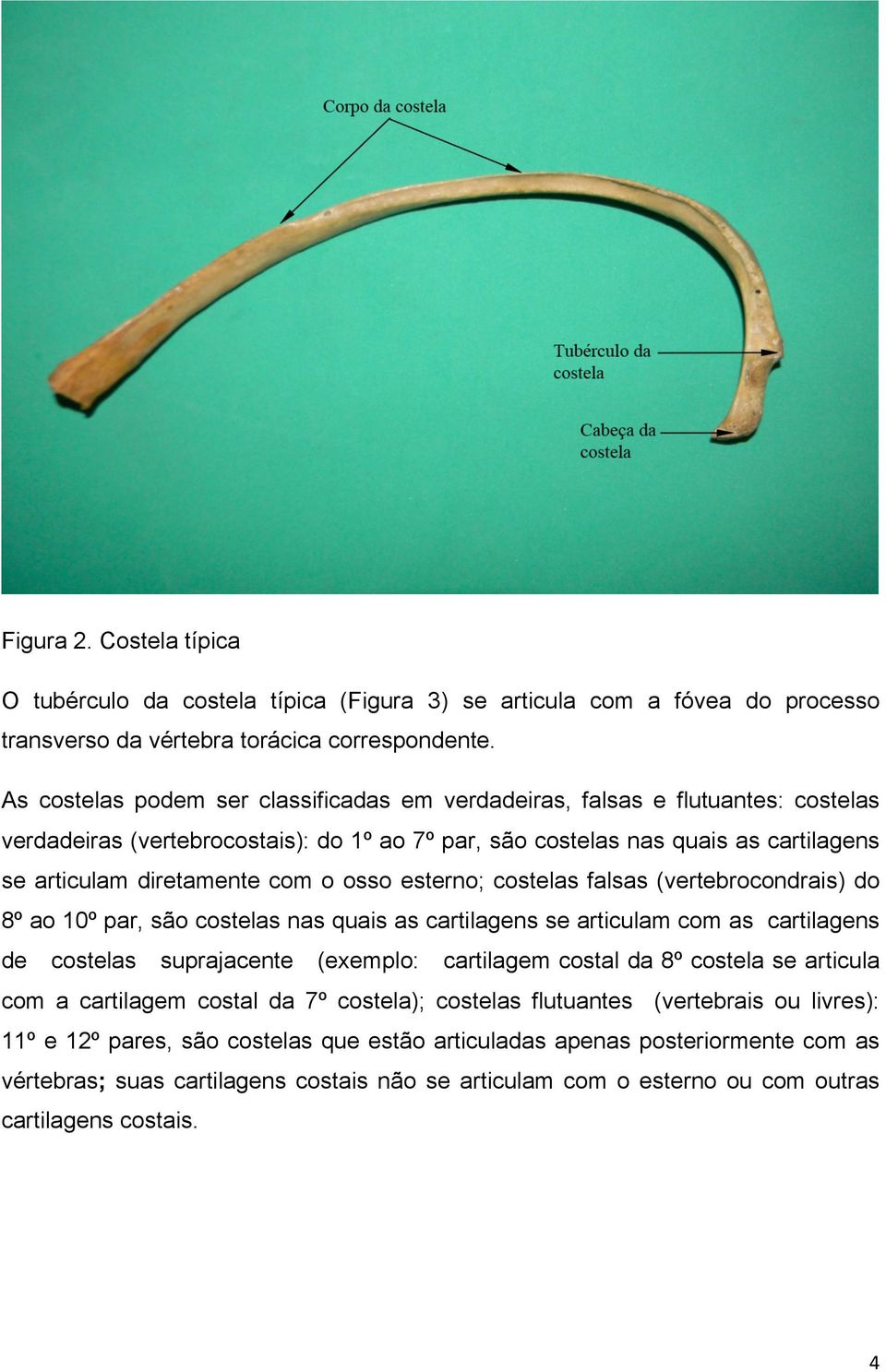 osso esterno; costelas falsas (vertebrocondrais) do 8º ao 10º par, são costelas nas quais as cartilagens se articulam com as cartilagens de costelas suprajacente (exemplo: cartilagem costal da 8º