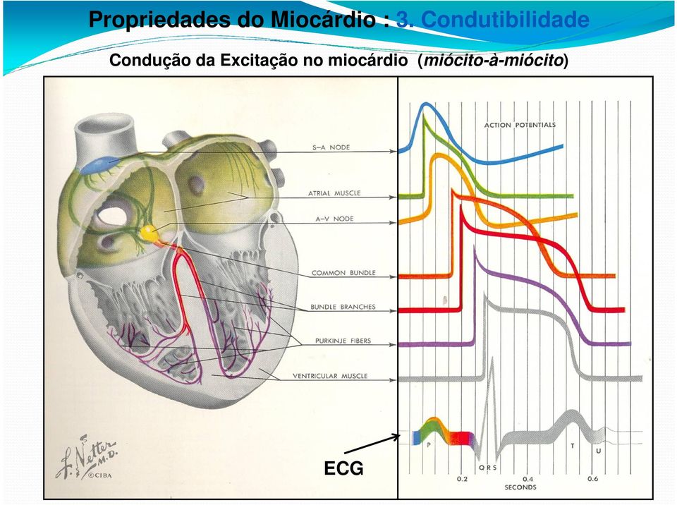 Condução da Excitação no