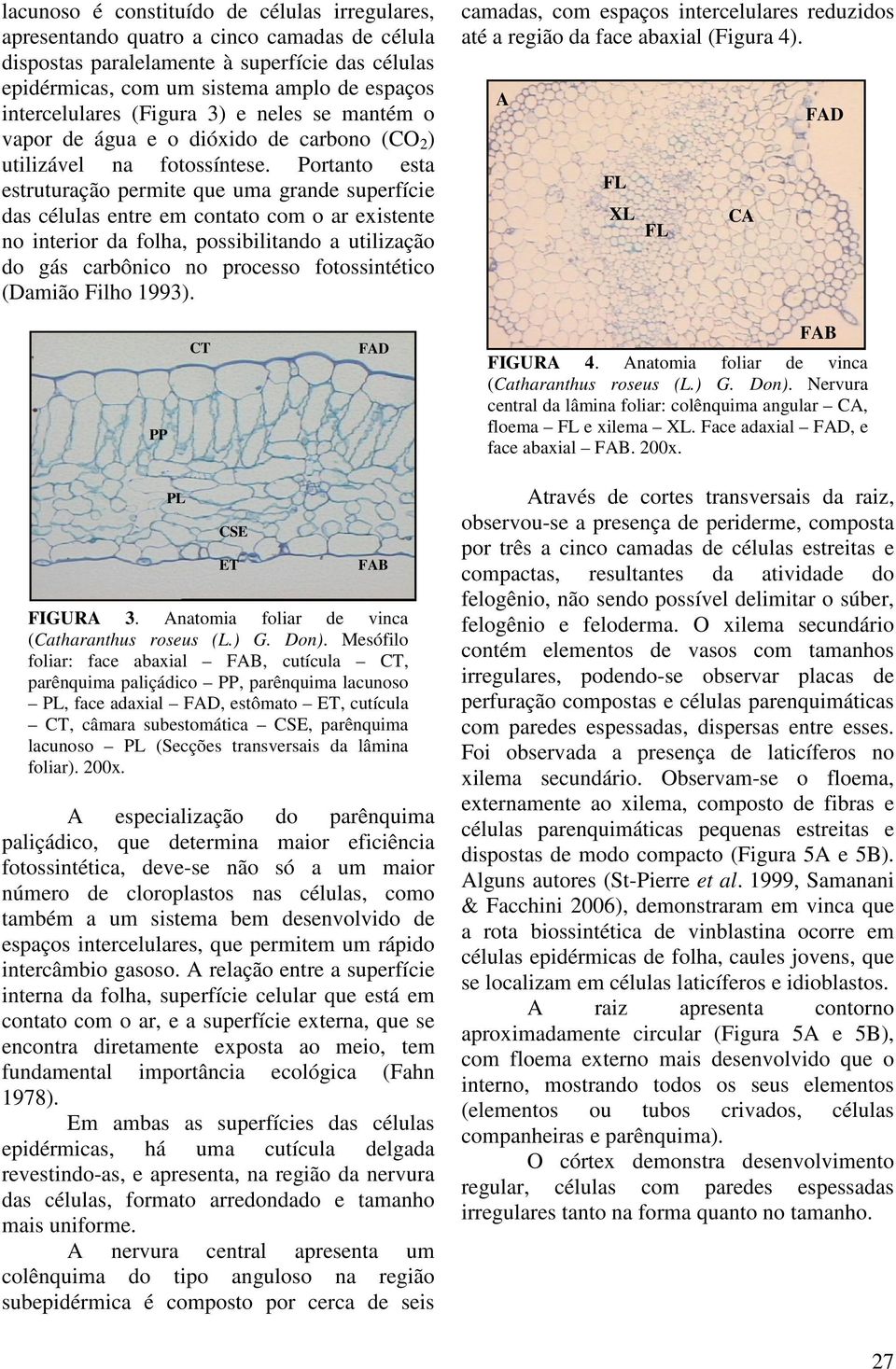 Portanto esta estruturação permite que uma grande superfície das células entre em contato com o ar existente no interior da folha, possibilitando a utilização do gás carbônico no processo