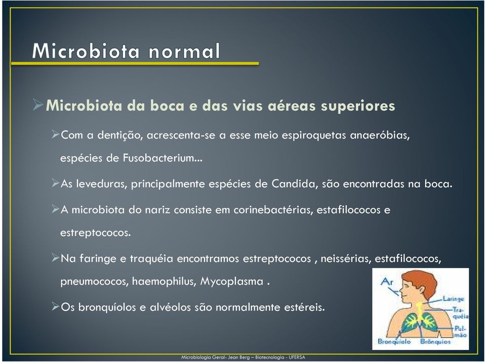 A microbiota do nariz consiste em corinebactérias, estafilococos e estreptococos.