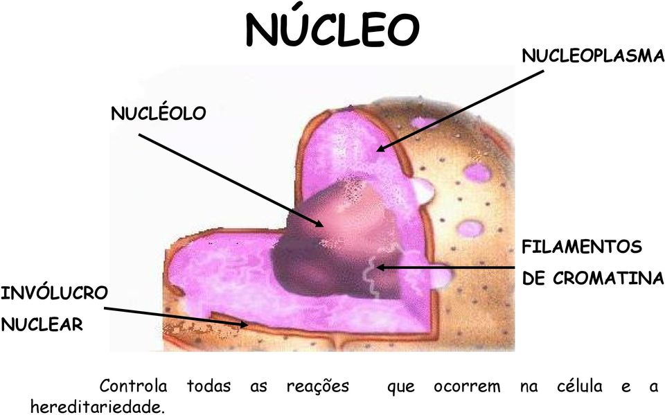 NUCLEAR Controla todas as reações