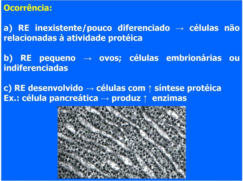 células embrionárias ou indiferenciadas c) RE desenvolvido