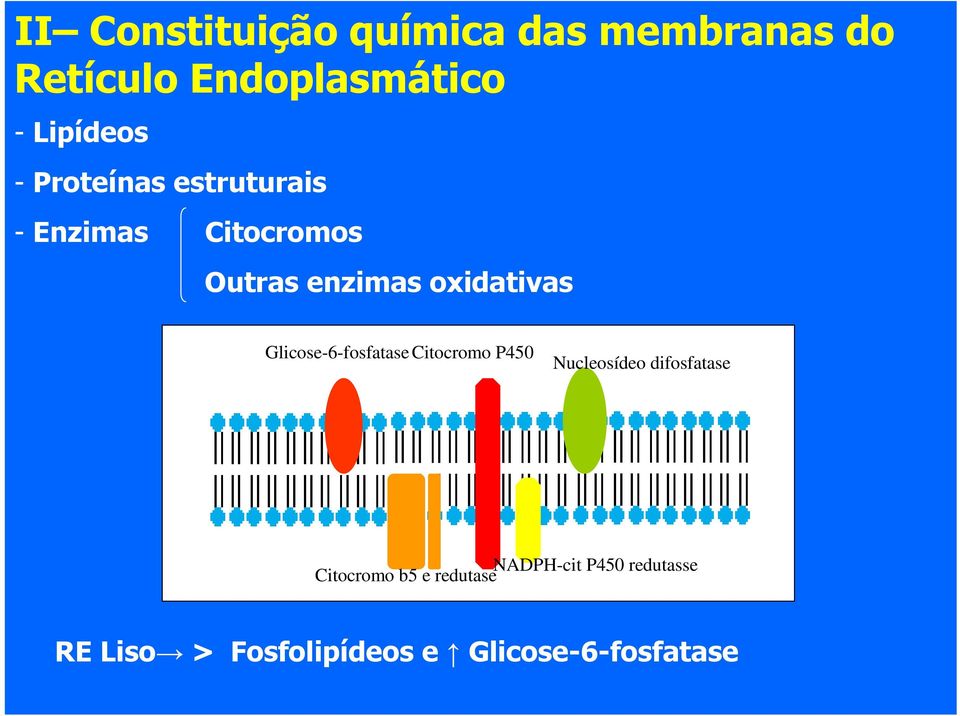 oxidativas Glicose-6-fosfatase Citocromo P450 Nucleosídeo difosfatase