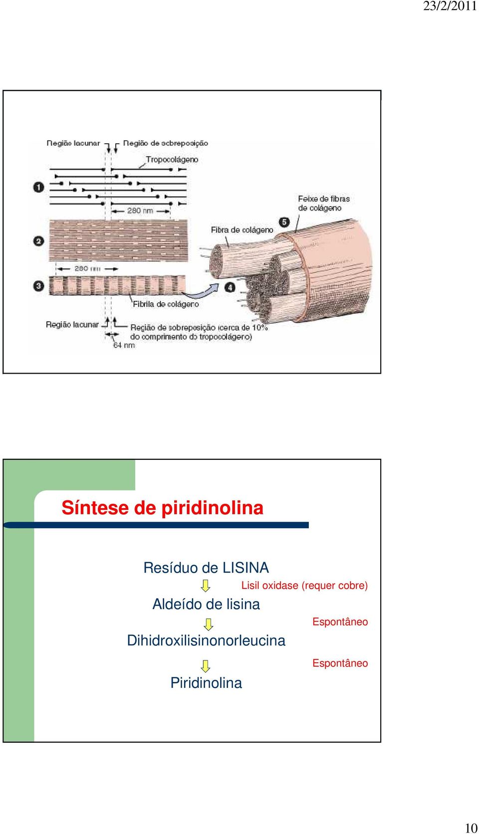 Aldeído de lisina