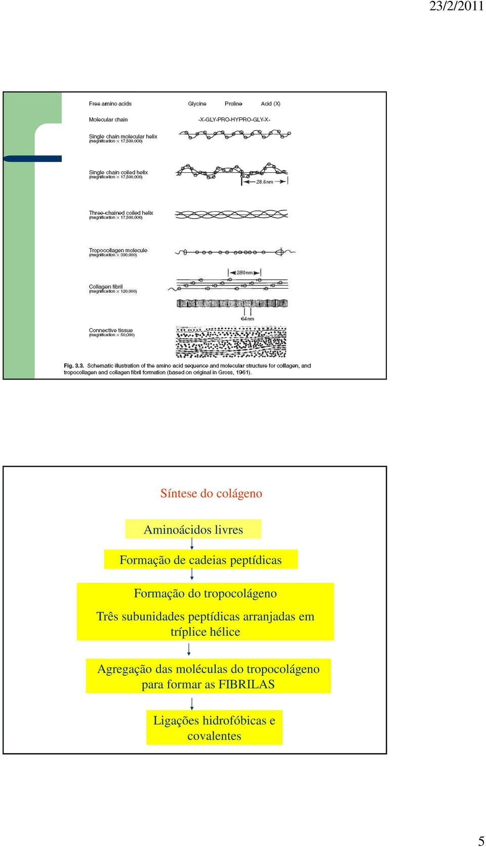 peptídicas arranjadas em tríplice hélice Agregação das