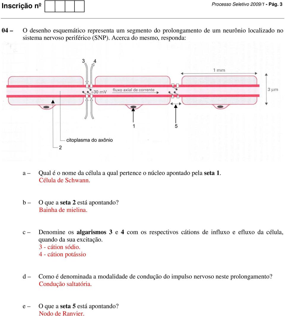 Acerca do mesmo, responda: Qual é o nome da célula a qual pertence o núcleo apontado pela seta 1. Célula de Schwann. O que a seta 2 está apontando?