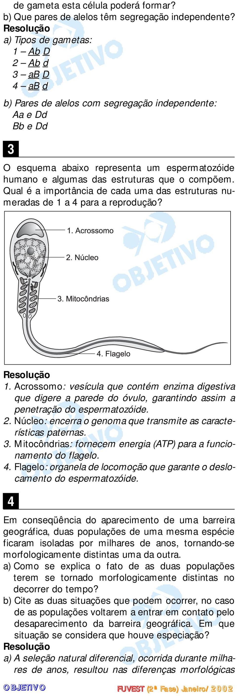 compõem. Qual é a importância de cada uma das estruturas numeradas de 1 a 4 para a reprodução? 1. Acrossomo: vesícula que contém enzima digestiva que digere a parede do óvulo, garantindo assim a penetração do espermatozóide.