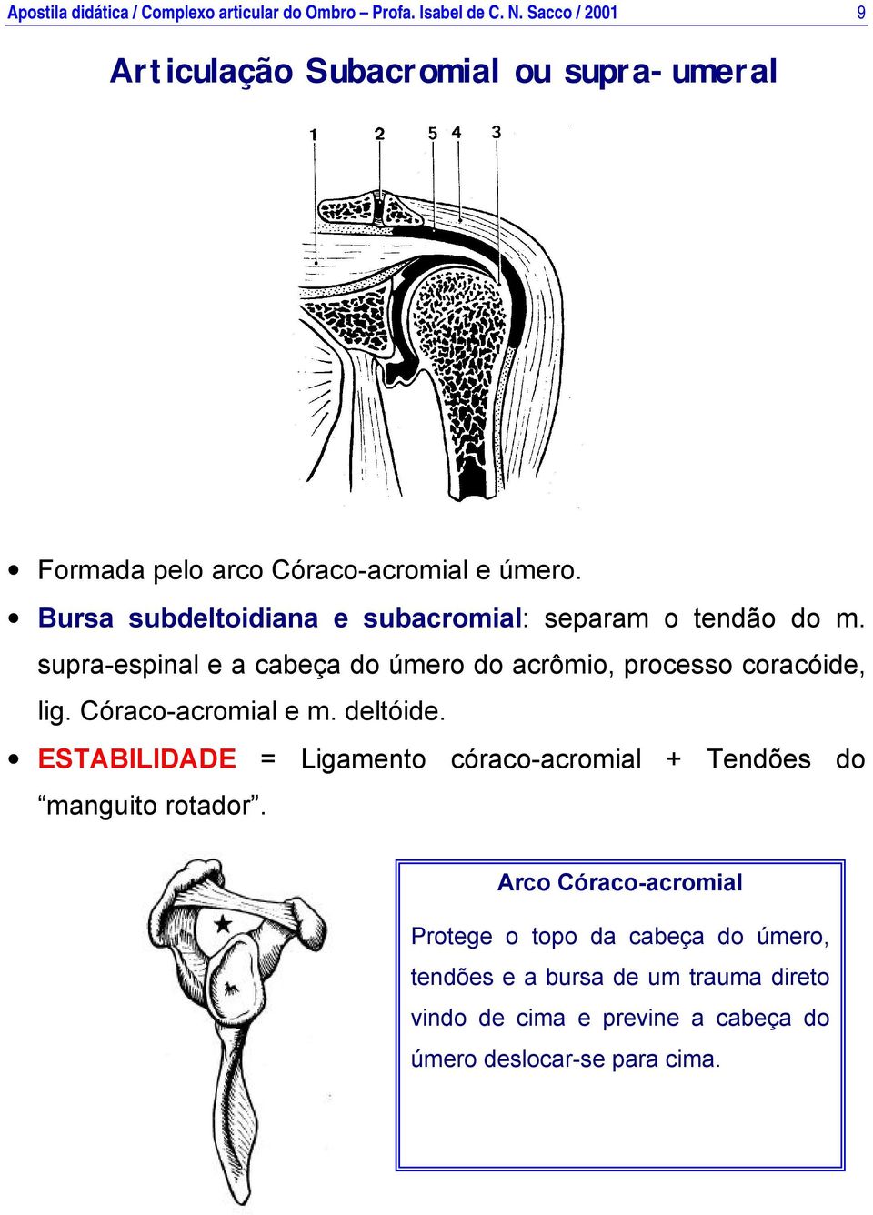 Bursa subdeltoidiana e subacromial: separam o tendão do m. supra-espinal e a cabeça do úmero do acrômio, processo coracóide, lig.