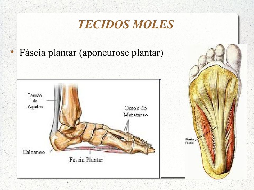 plantar