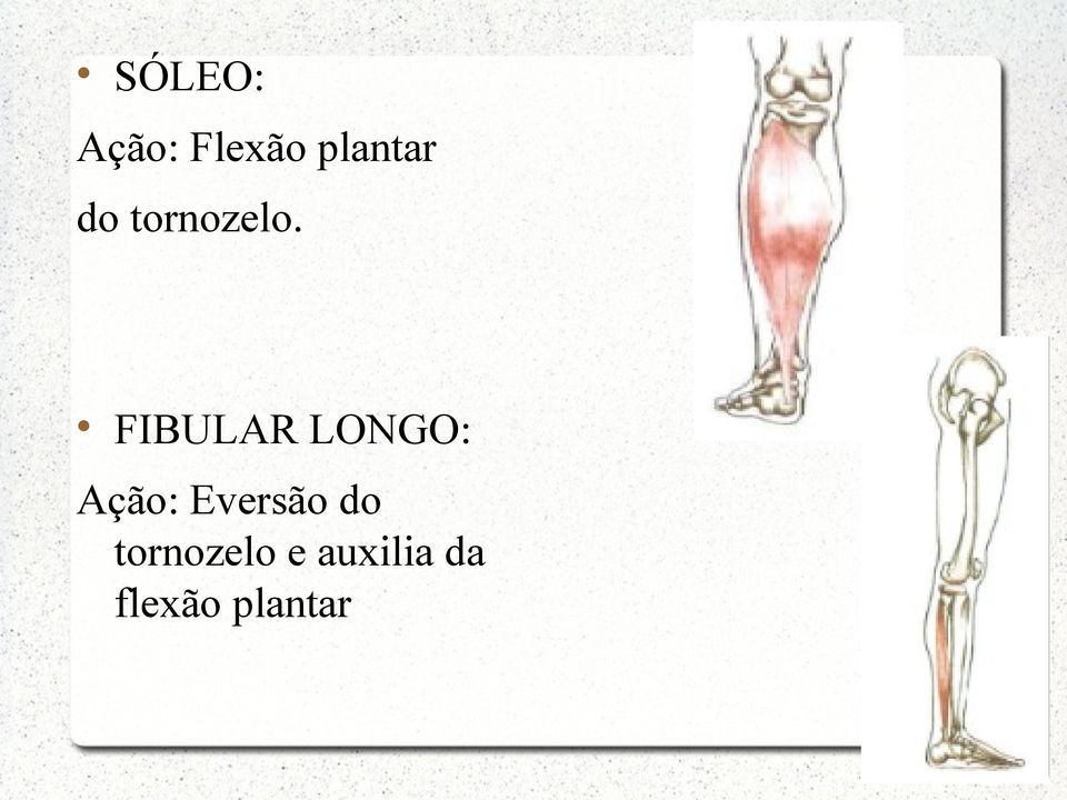 FIBULAR LONGO: Ação: