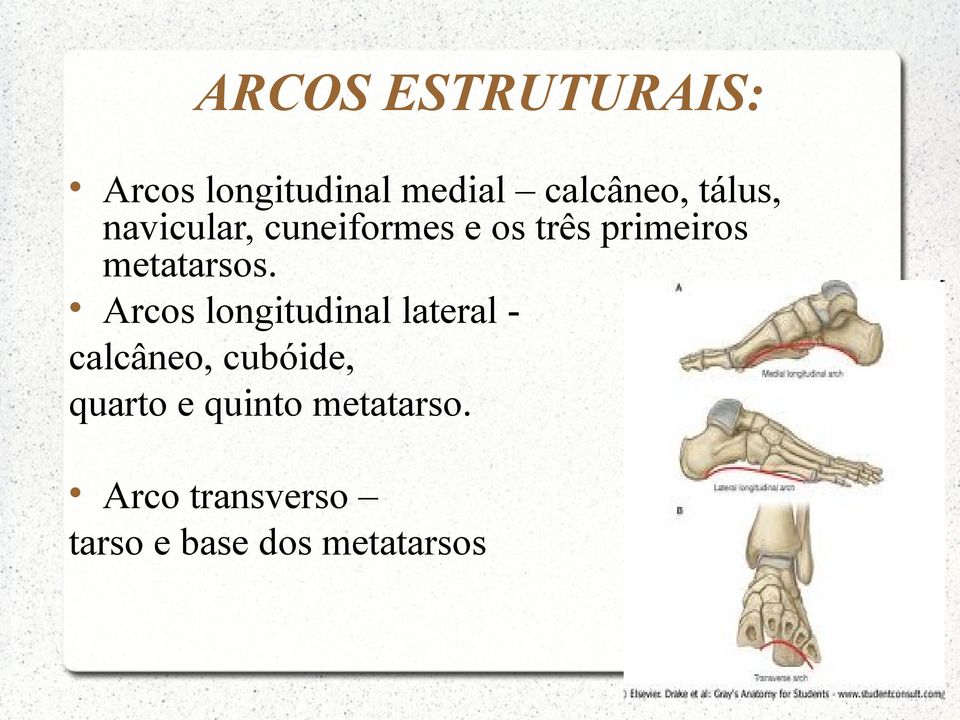 metatarsos.