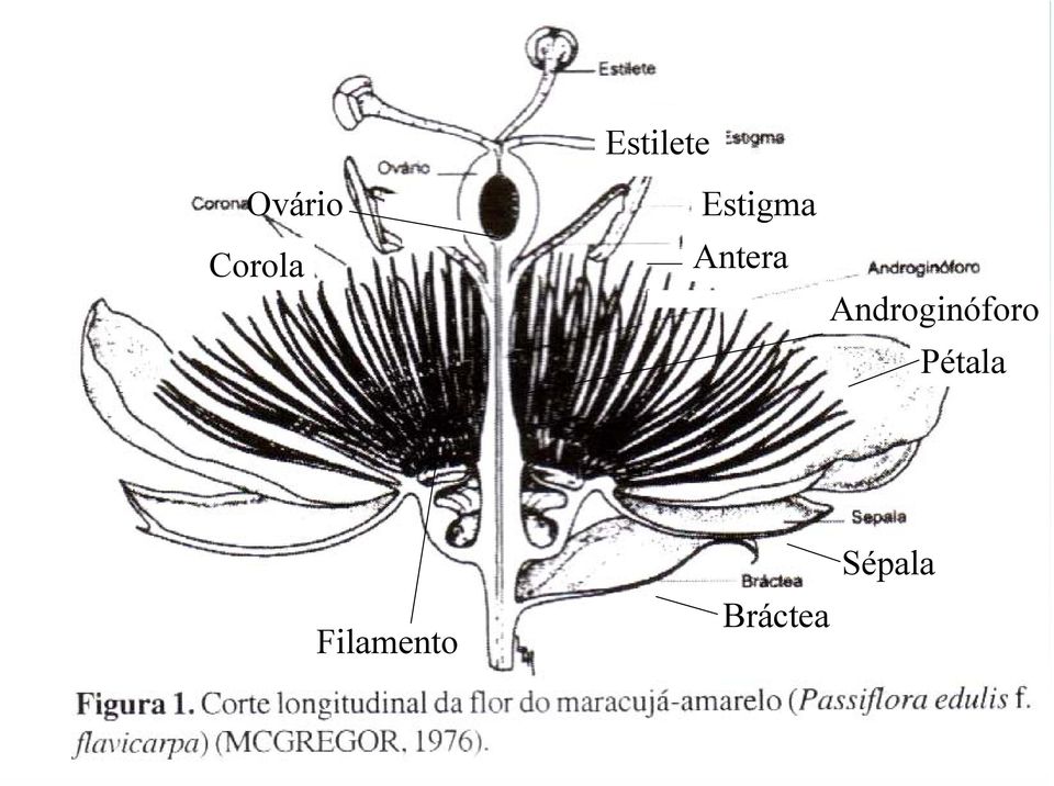 Antera Androginóforo